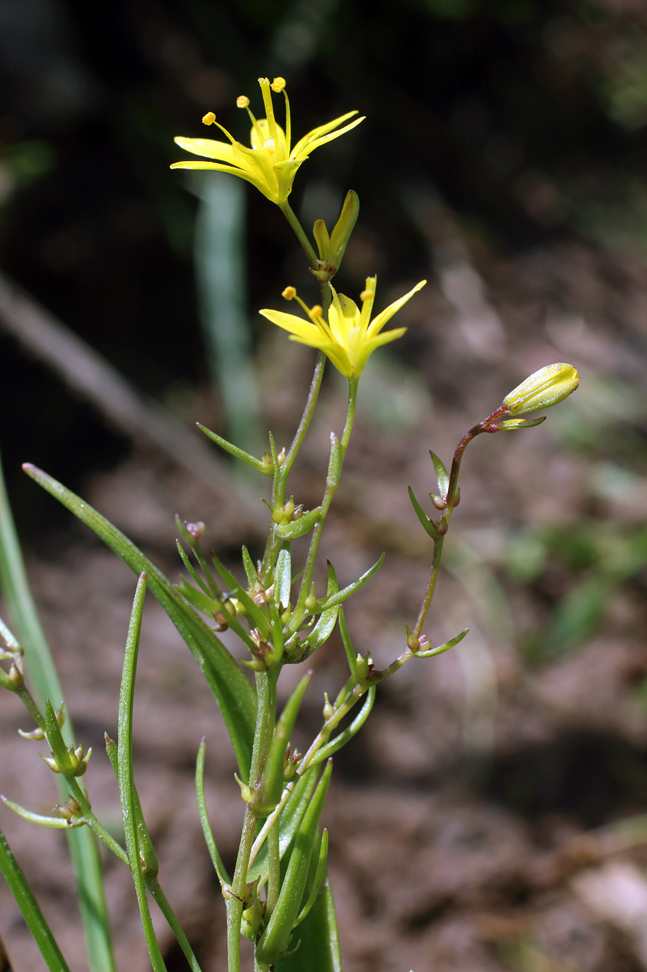 Изображение особи Gagea gageoides.