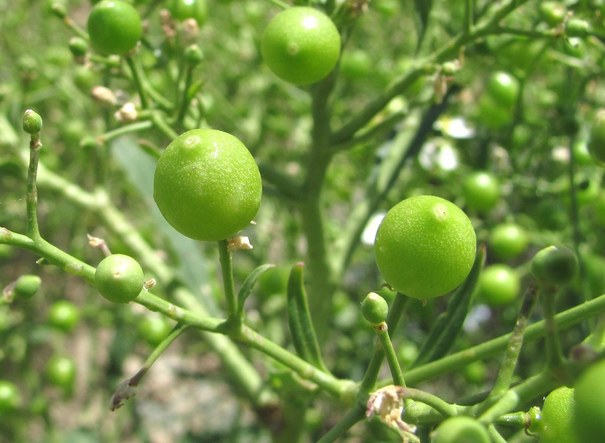 Изображение особи Crambe gibberosa.