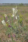 Astragalus varius subspecies eupatoricus. Ветви с соцветиями. Крым, Сакский р-н, окр. с. Молочное, пересыпь оз. Солёное. 01.06.2018.