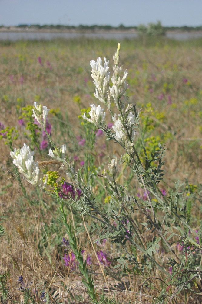 Изображение особи Astragalus varius ssp. eupatoricus.