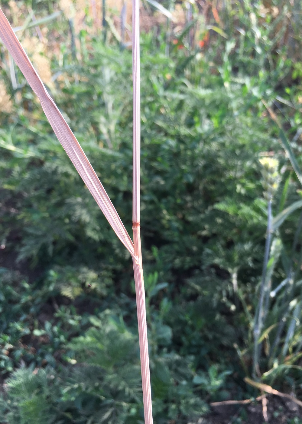Изображение особи Anisantha sterilis.