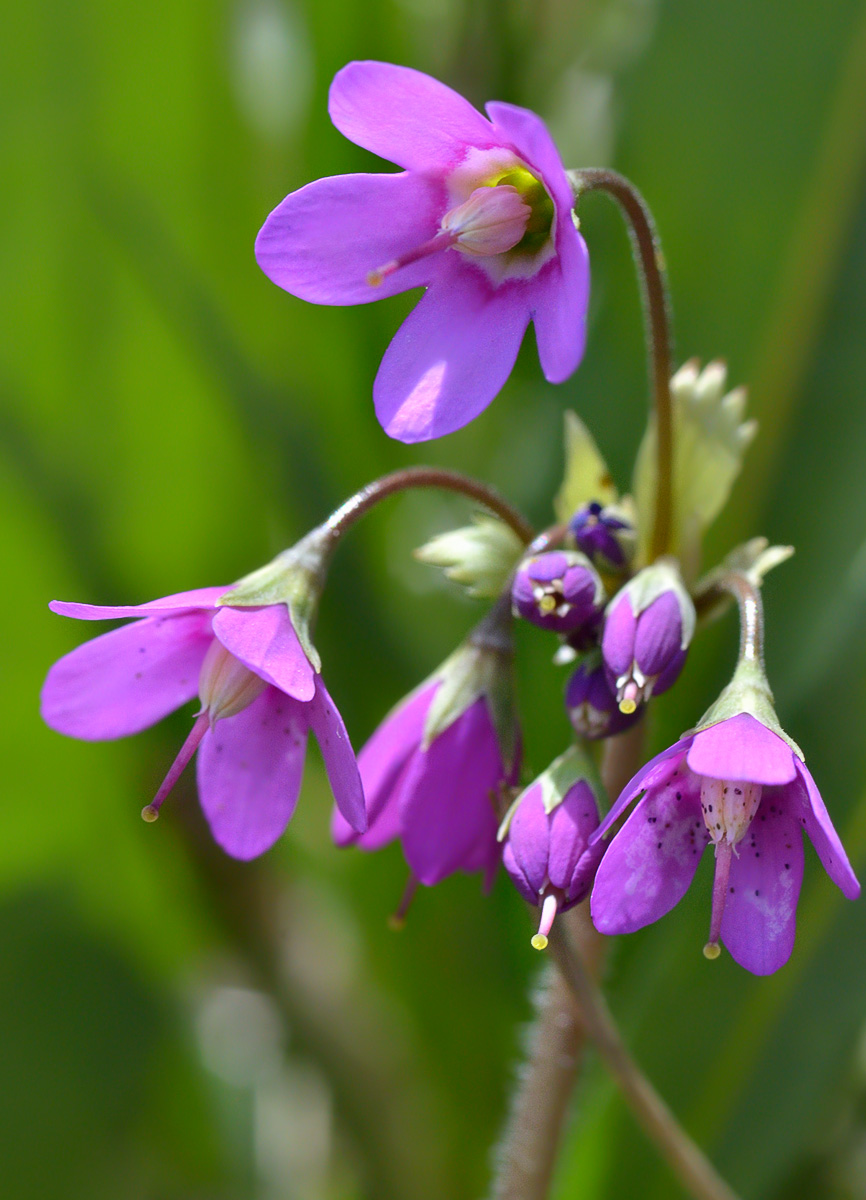 Image of Cortusa brotheri specimen.