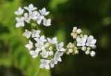 Galium debile