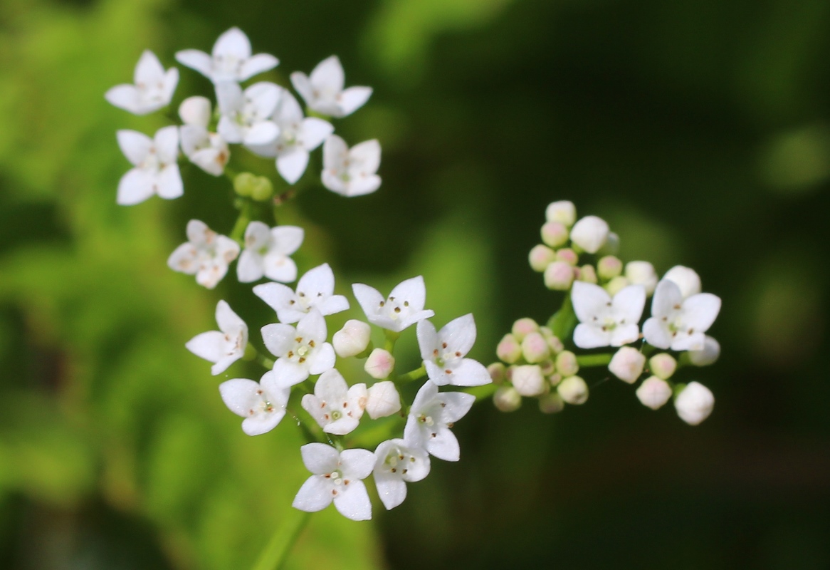 Изображение особи Galium debile.