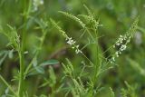 Melilotus albus