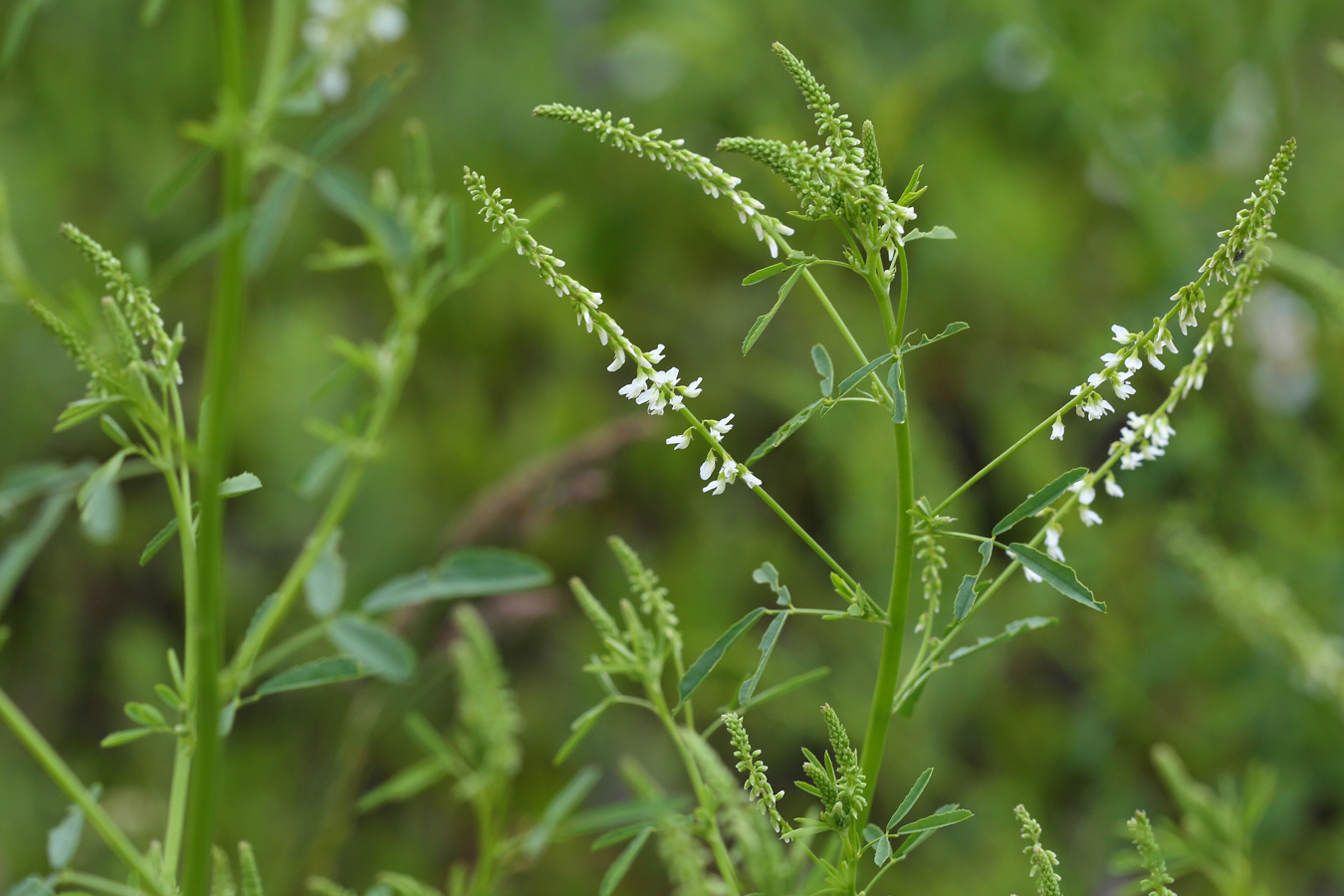 Изображение особи Melilotus albus.