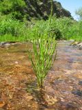 Equisetum arvense