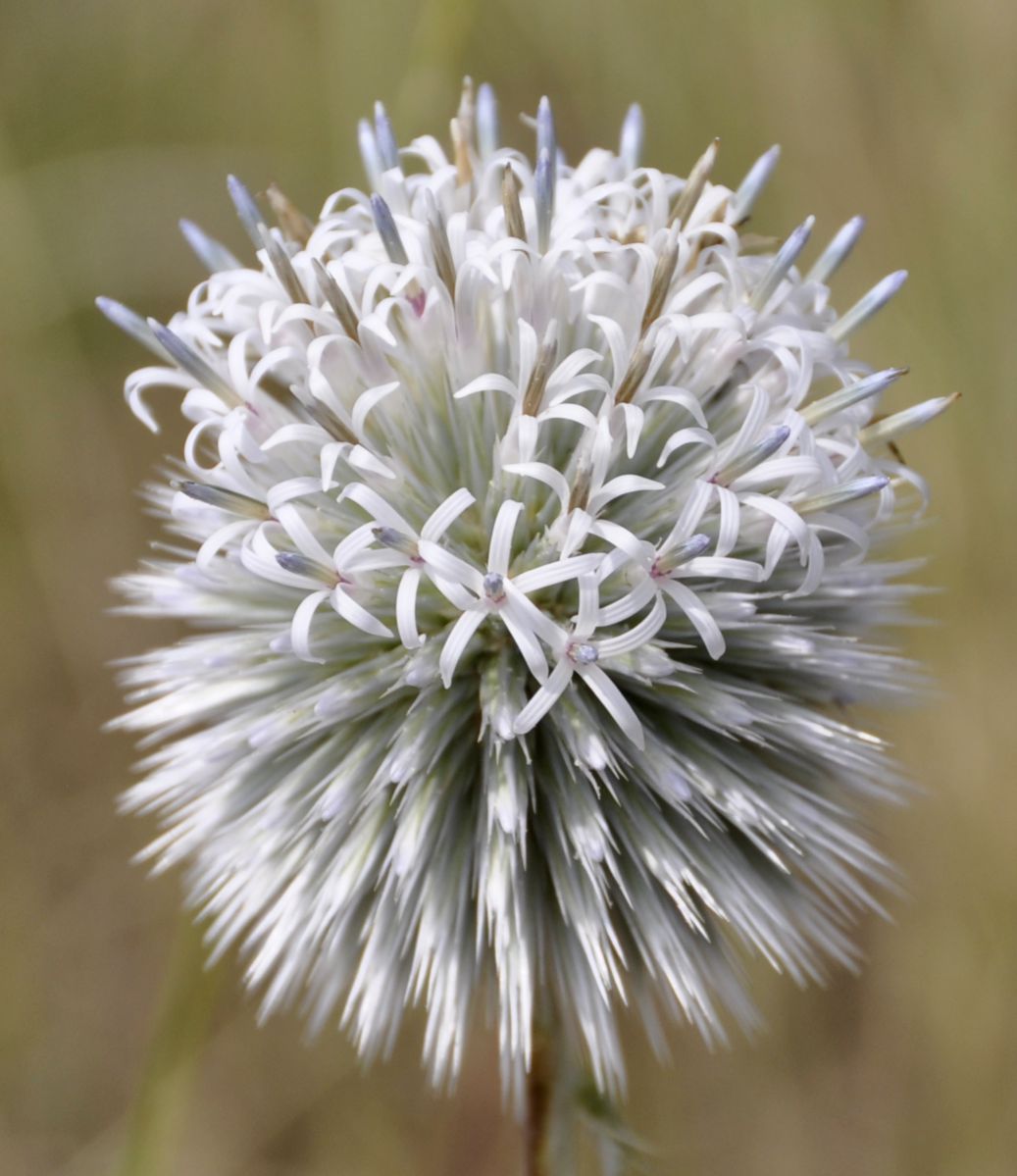 Изображение особи Echinops albidus.