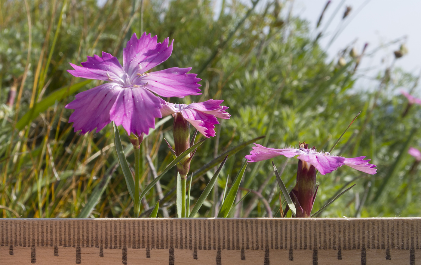 Изображение особи Dianthus oschtenicus.