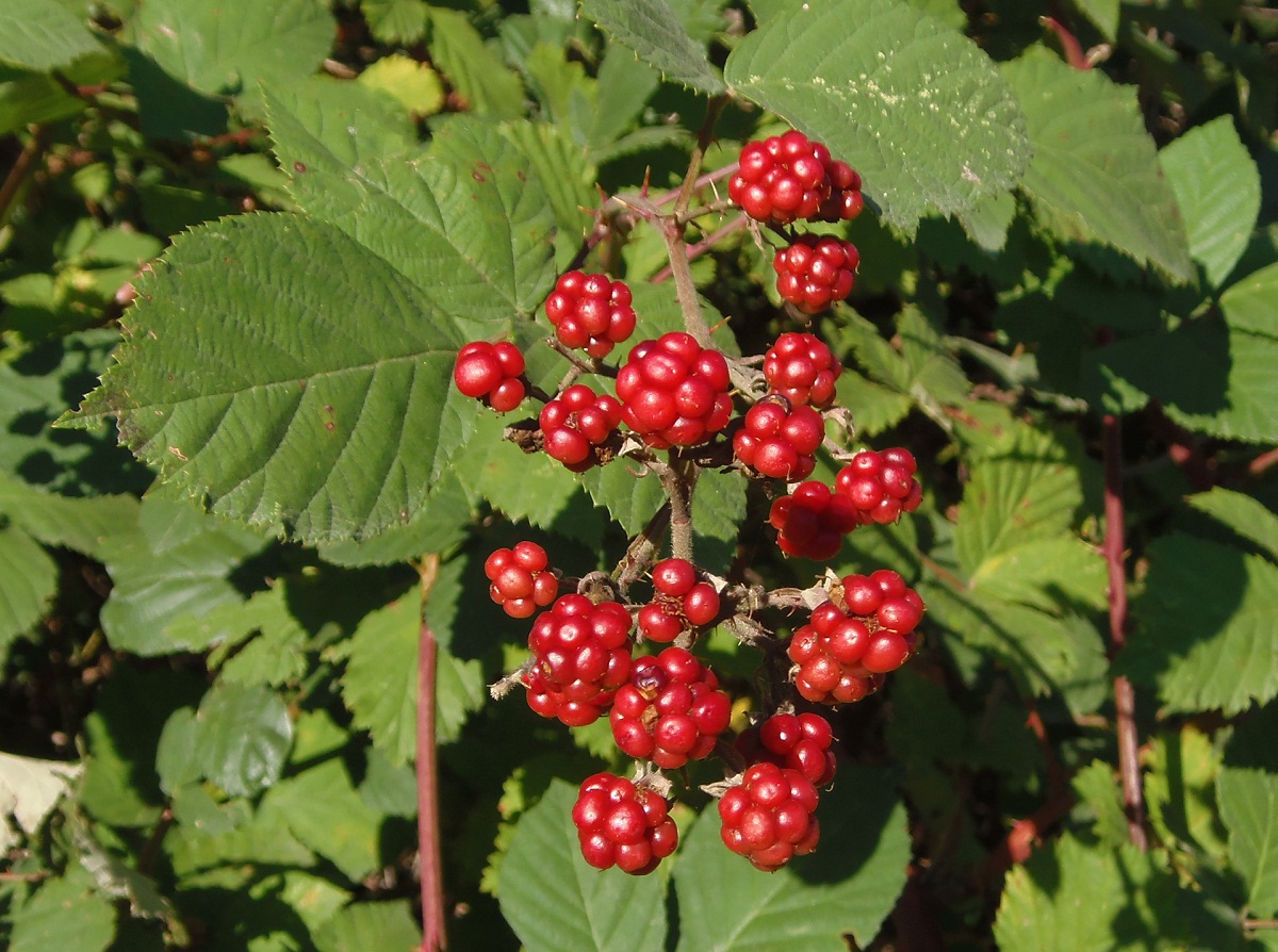 Изображение особи род Rubus.