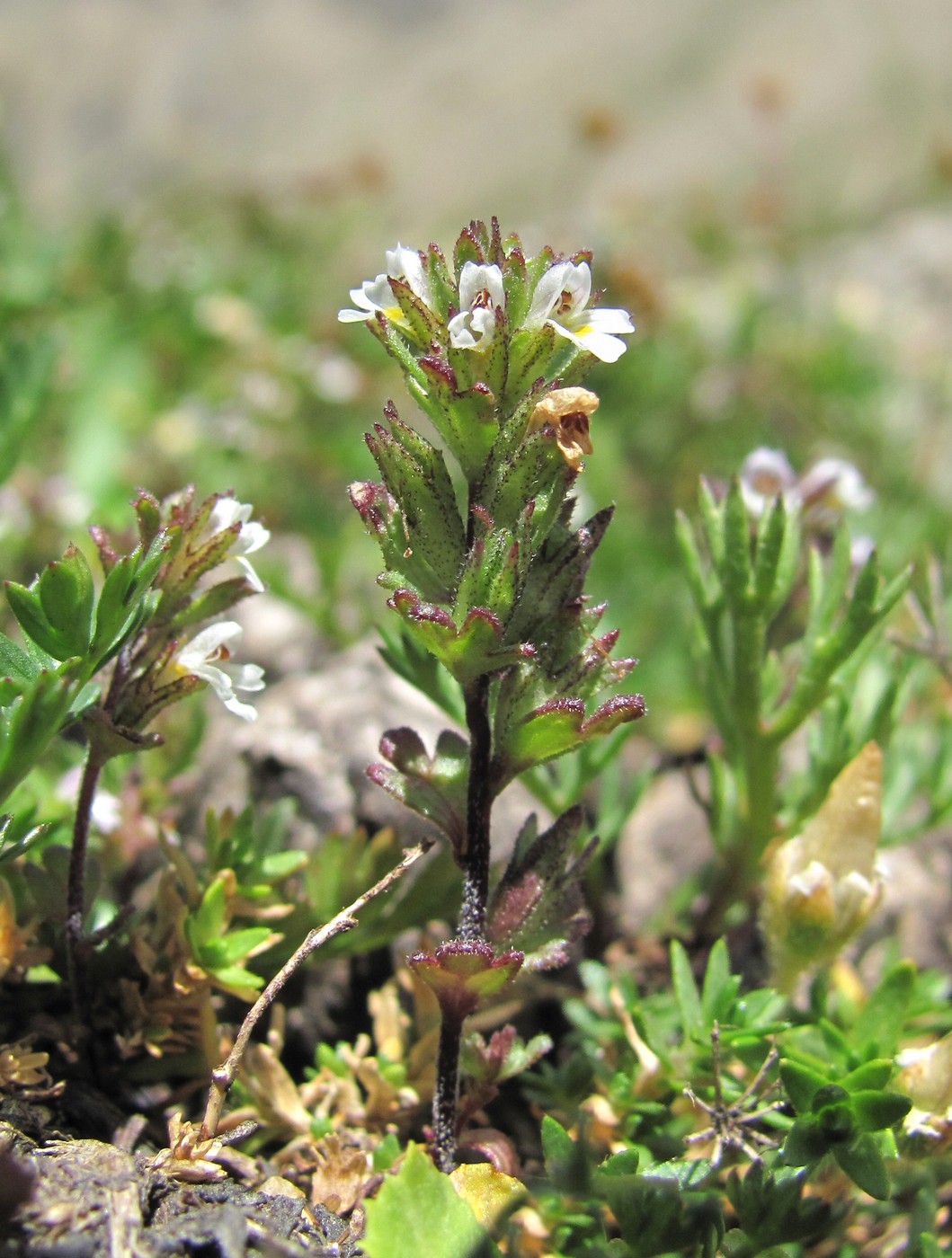 Изображение особи Euphrasia amblyodonta.