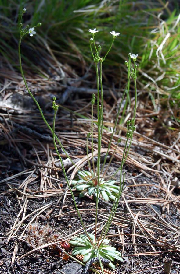 Image of Androsace septentrionalis specimen.