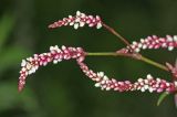 Persicaria extremiorientalis. Соцветия. Приморский край, Кавалеровский р-н, берег оз. Зеркальное, на лугу. 08.08.2018.