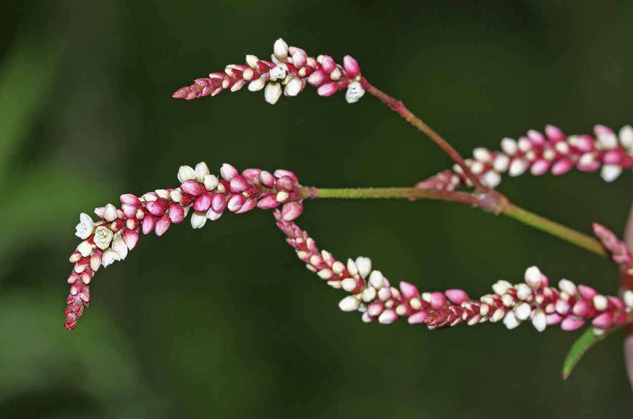 Image of Persicaria extremiorientalis specimen.