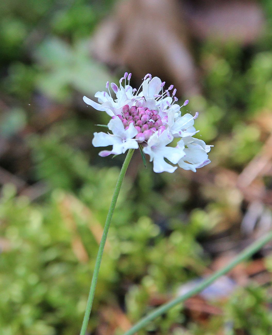 Изображение особи род Scabiosa.