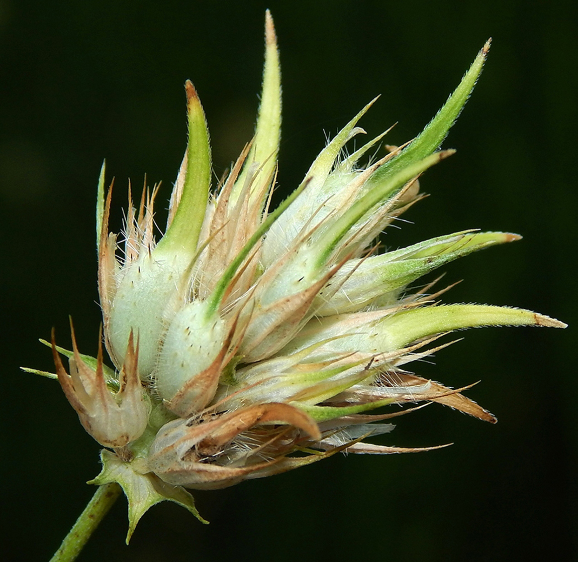 Изображение особи Psoralea bituminosa.