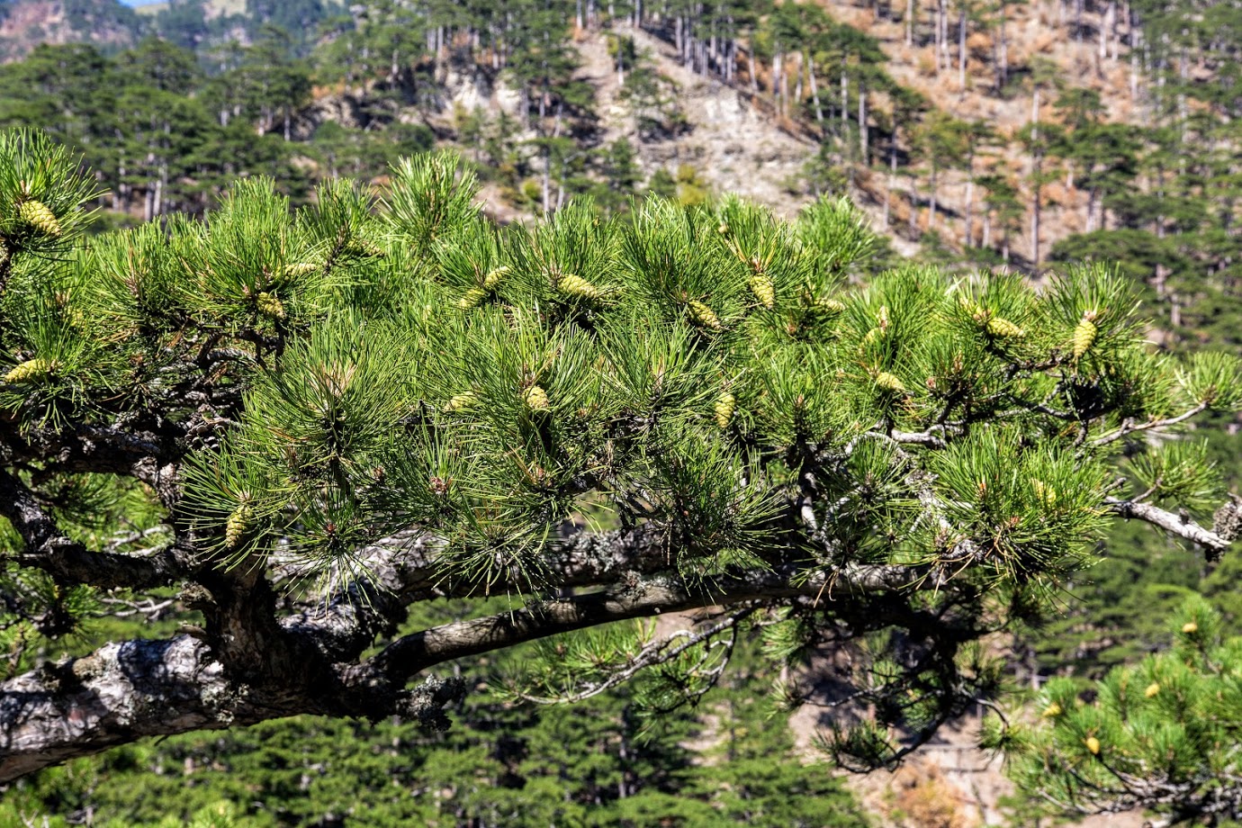 Изображение особи Pinus pallasiana.