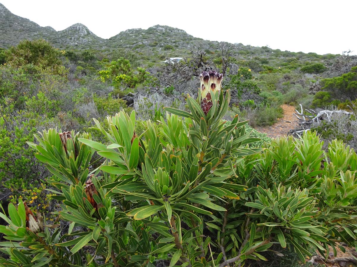 Image of Protea lepidocarpodendron specimen.