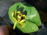 Nuphar pumila