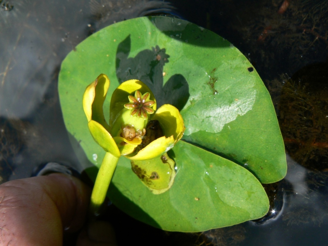 Image of Nuphar pumila specimen.