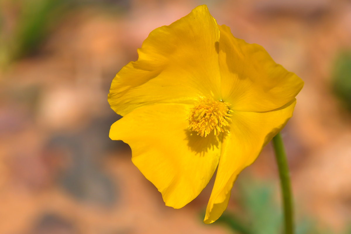 Image of Glaucium fimbrilligerum specimen.