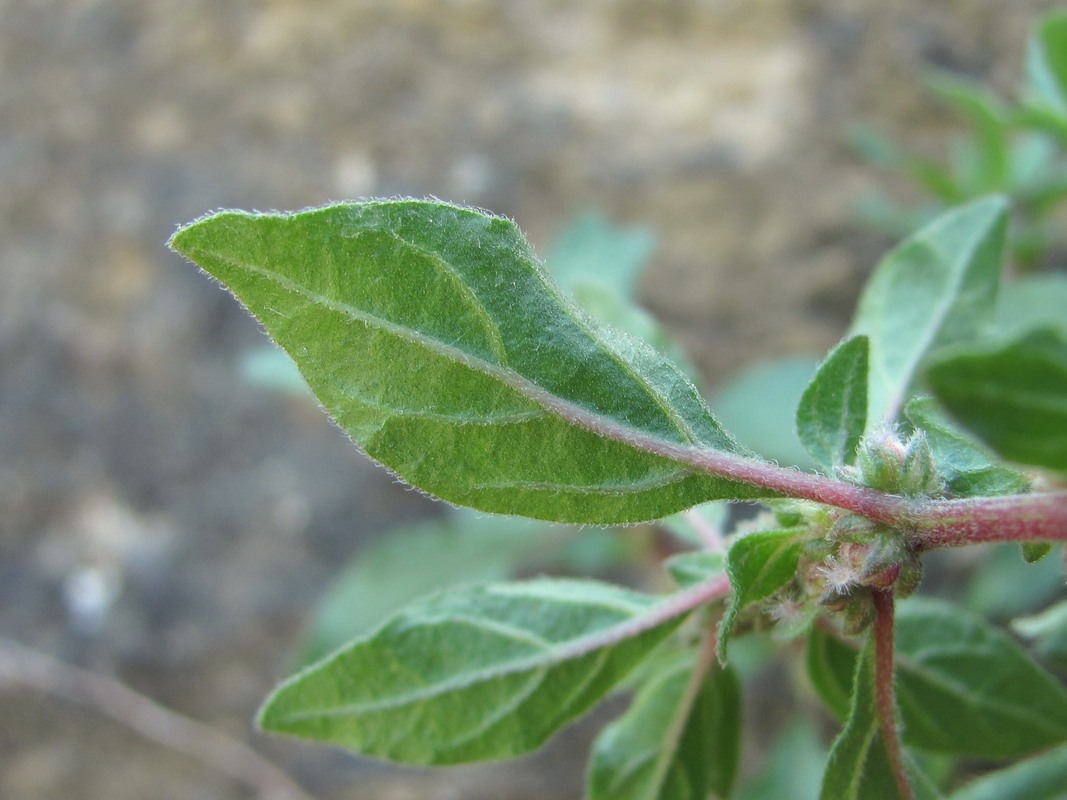 Image of Parietaria elliptica specimen.