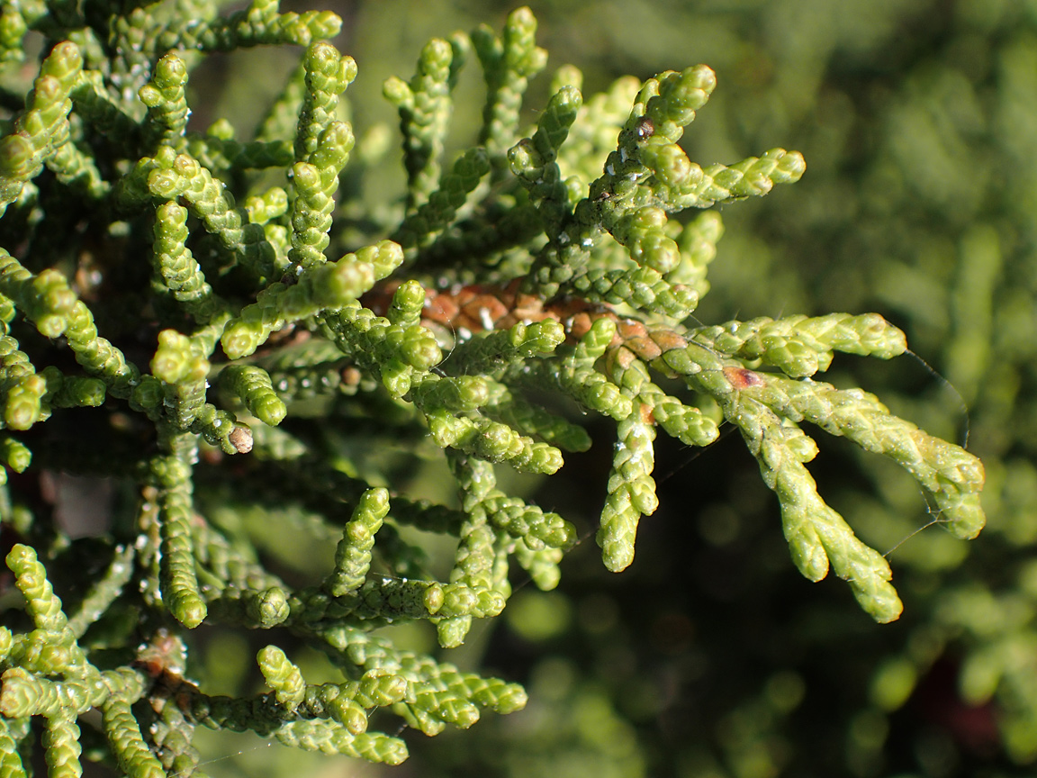 Изображение особи Juniperus phoenicea.