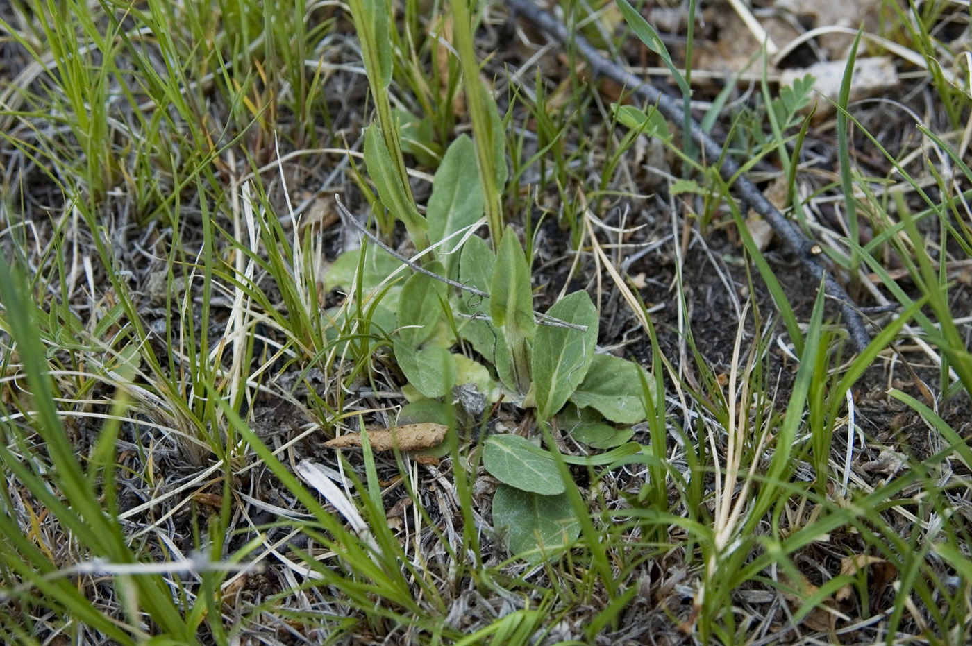 Изображение особи Tephroseris integrifolia.