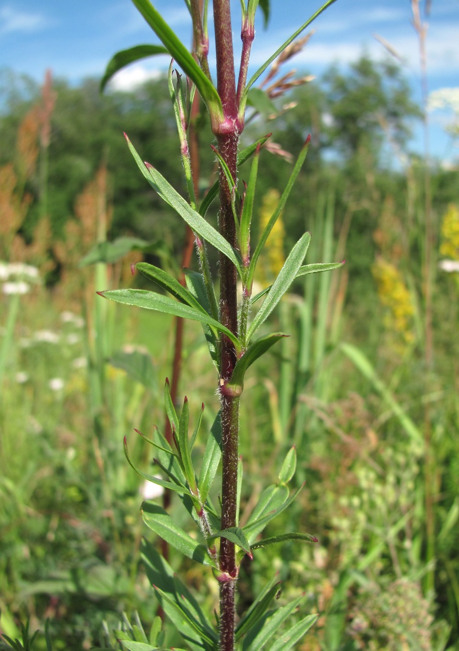 Изображение особи Silene tatarica.