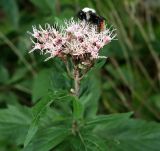 Eupatorium cannabinum. Соцветие с кормящимся самцом шмеля и лист. Северный Кавказ, Приэльбрусье, ущелье Чегем, обочина дороги. 16.09.2018.