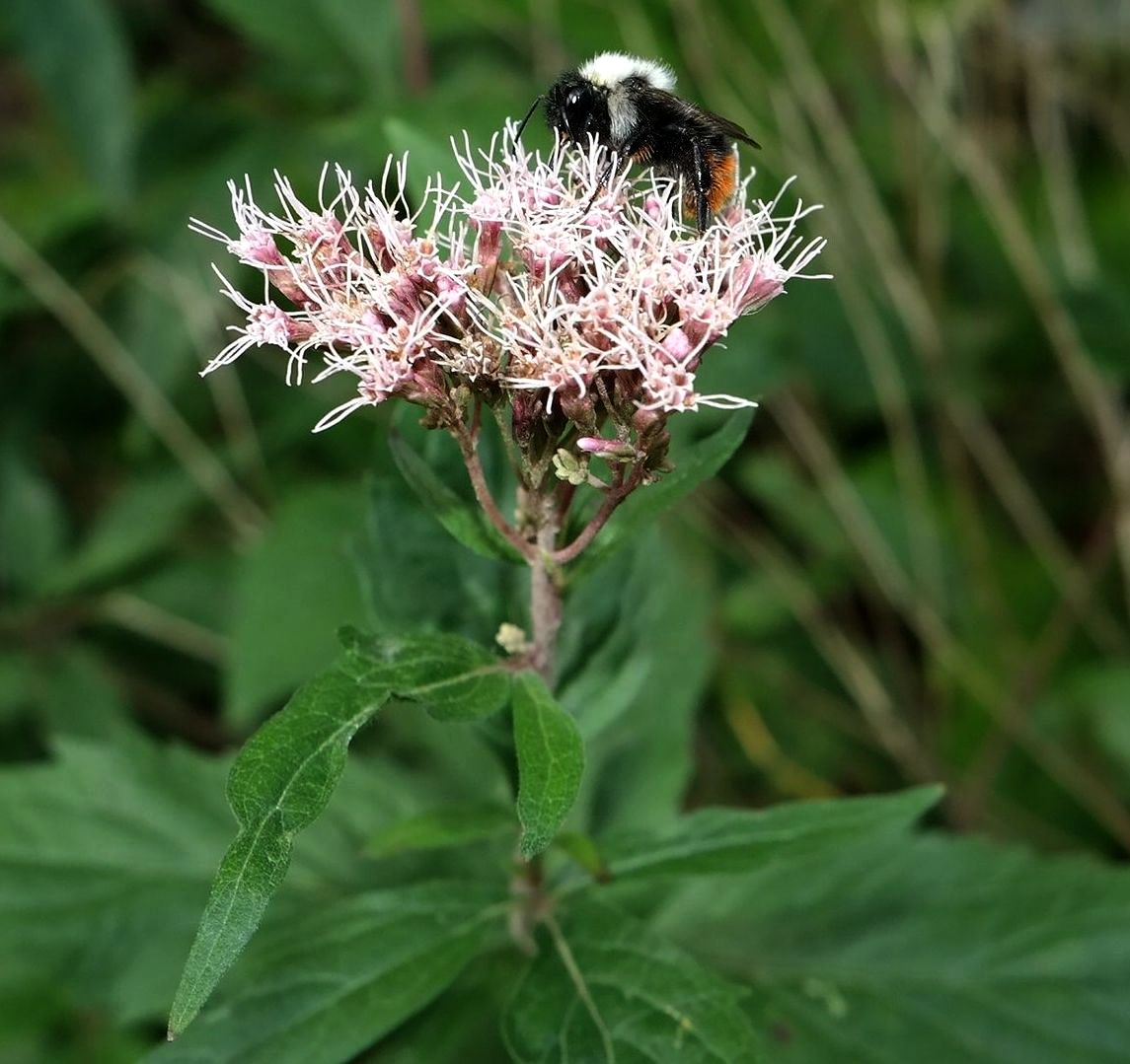 Изображение особи Eupatorium cannabinum.