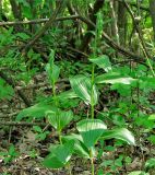 Epipactis helleborine. Растения в нагорной дубраве. Украина, Донецкая обл., Славянский р-н, окр. г. Святогорск, \"Горы Артема\". 14.06.2010.