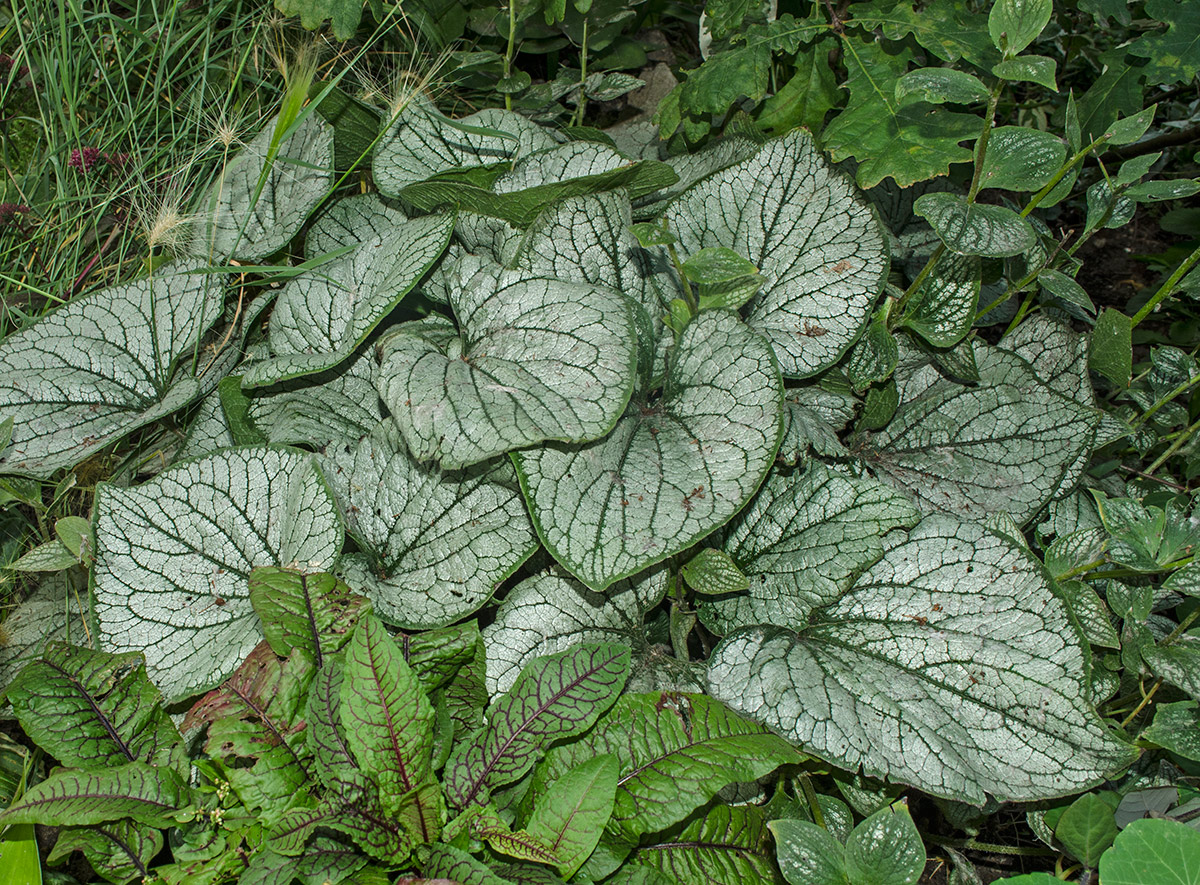 Изображение особи Brunnera macrophylla.