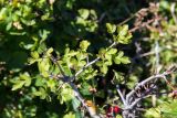Crataegus microphylla