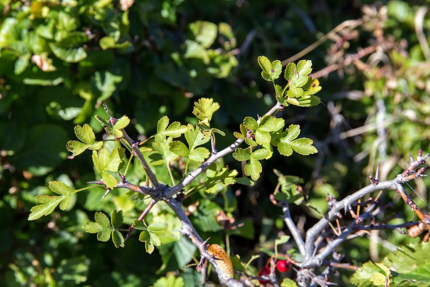Image of Crataegus microphylla specimen.