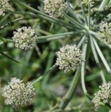 Zosima absinthifolia