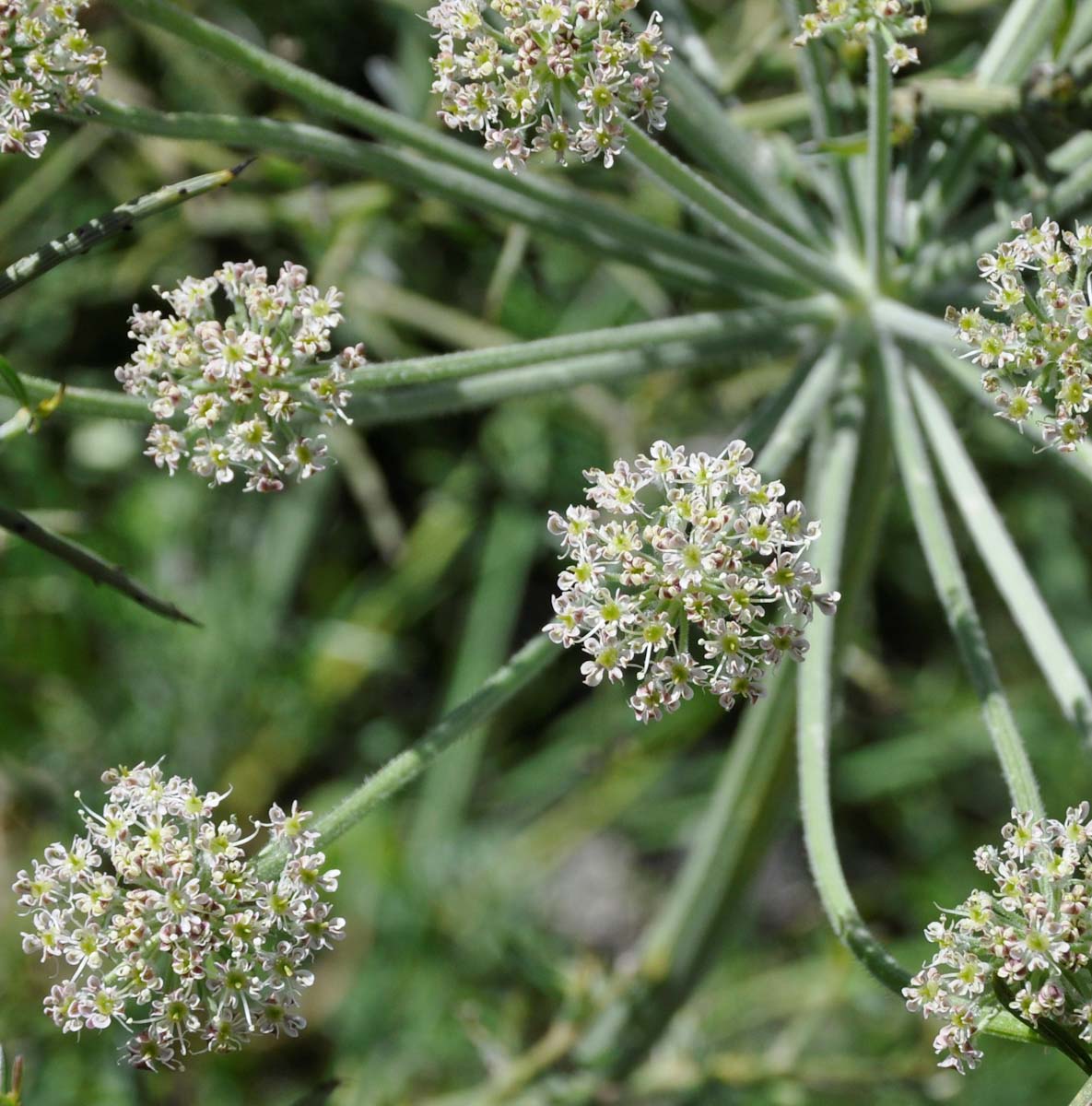 Изображение особи Zosima absinthifolia.