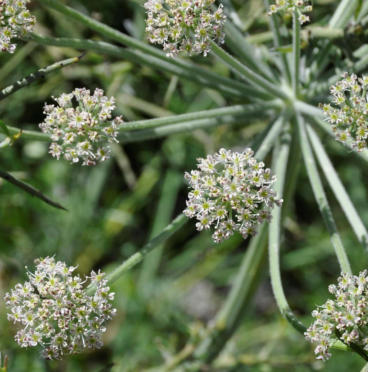 Image of Zosima absinthifolia specimen.