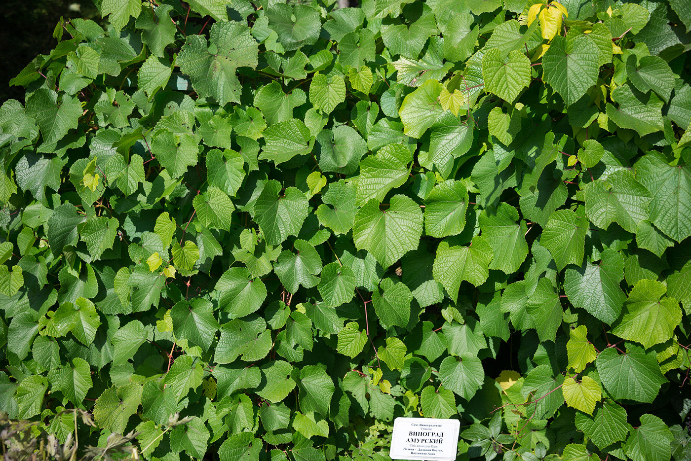 Image of Vitis amurensis specimen.