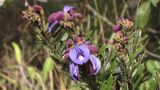 Periandra mediterranea