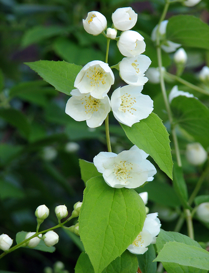 Image of Philadelphus pubescens specimen.