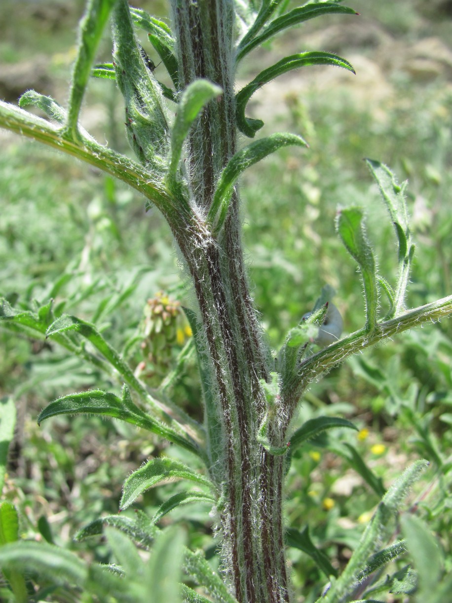 Изображение особи род Centaurea.