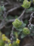 Scutellaria orientalis