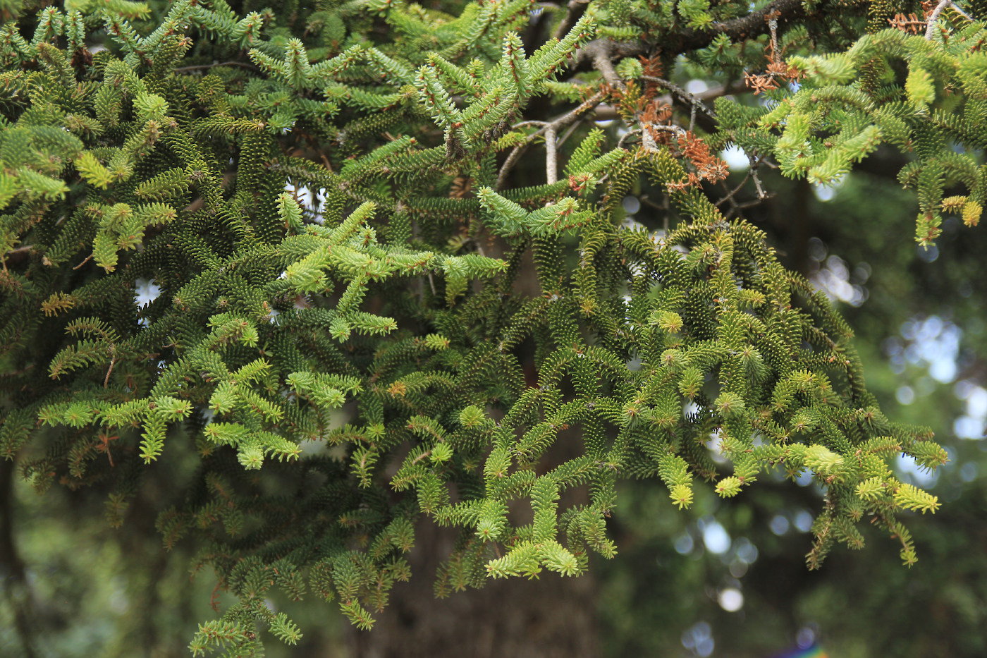 Image of Abies pinsapo specimen.