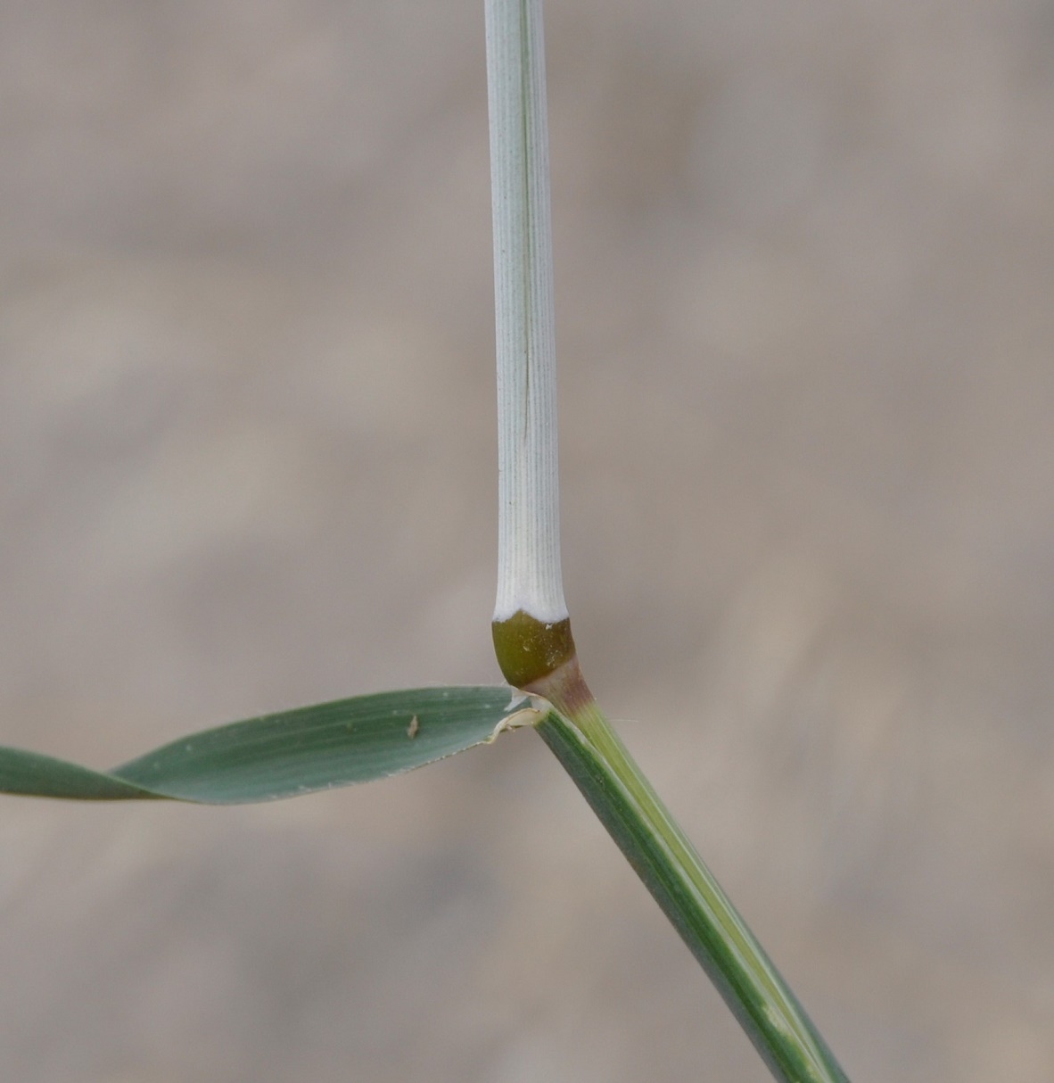 Image of genus Avena specimen.