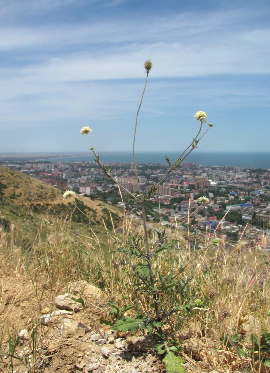 Image of Scabiosa ochroleuca specimen.