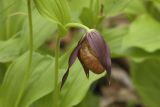 Cypripedium × microsaccos