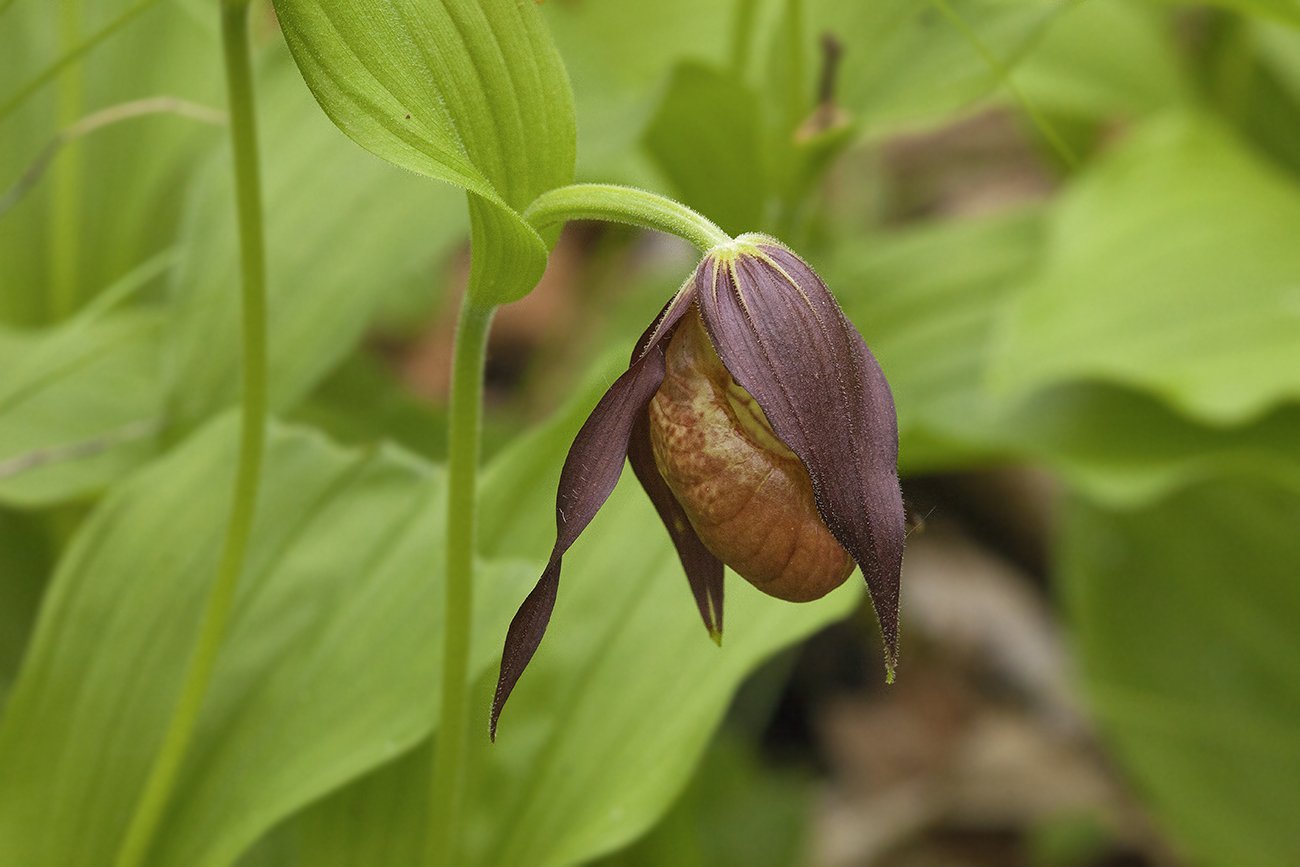 Image of Cypripedium &times; microsaccos specimen.