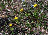 Ranunculus lasiocarpus. Цветущие растения в сообществе с Dryas. Алтай, Кош-Агачский р-н, долина р. Аккаллу-Озек, ≈ 2500 м н.у.м., горная тундра, среди побегов Dryas. 17.06.2019.