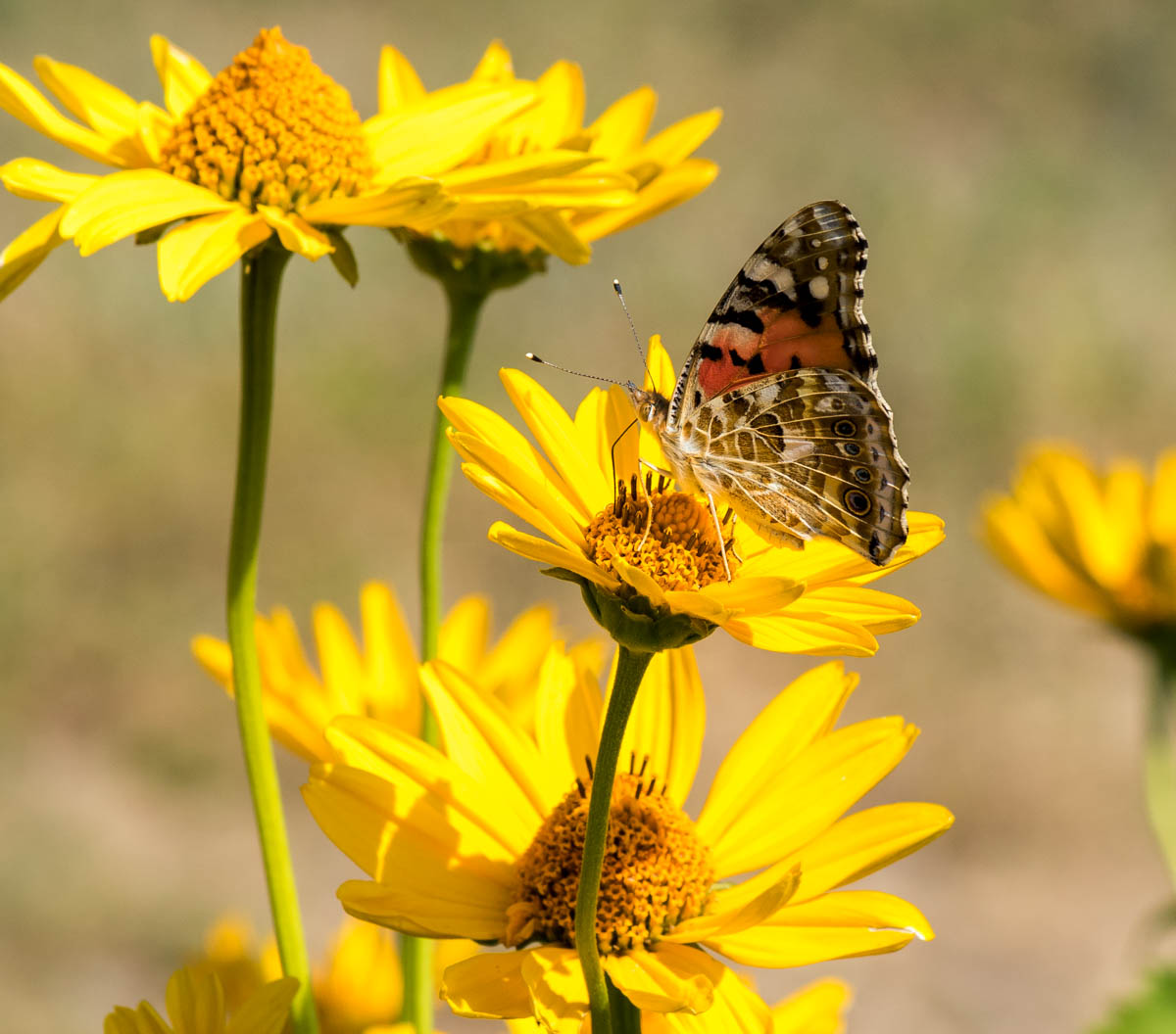 Image of Heliopsis helianthoides ssp. scabra specimen.